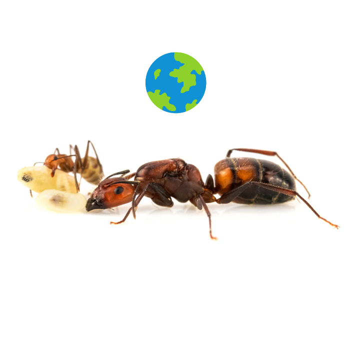 Exotic Ants